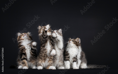 Group of five Siberian cat kittens in a variaty of colors, sitting on hind paws playing and reaching up. Isolated on a black background. photo