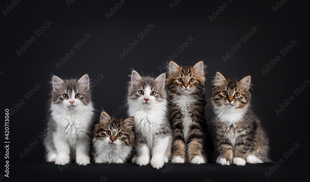 Group of five Siberian cat kittens in a variaty of colors, laying and sitting on a perfect row. Looking towards camers. Isolated on a black background.