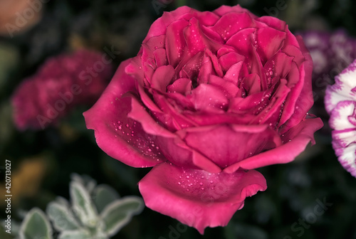 rose flower in roses garden