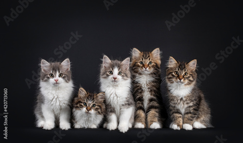 Group of five Siberian cat kittens in a variaty of colors, laying and sitting on a perfect row. Looking towards camers. Isolated on a black background.
