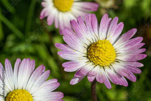 pink and white daisy