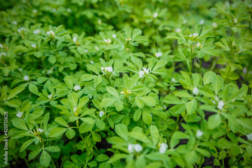 Fenugreek plant in field. Green Fenugreek . Fresh Green Fenugreek Leaves .