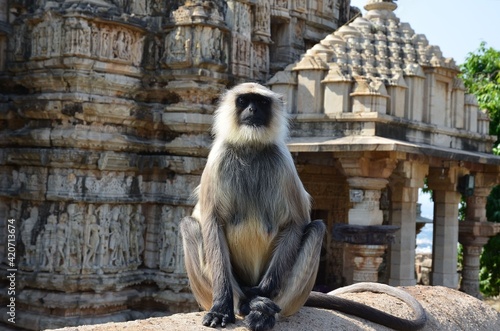 Portrait of a bengal sacred langur in front of a temple