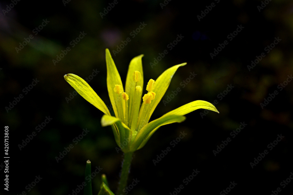 yellow flower on black background yellow flower on black background