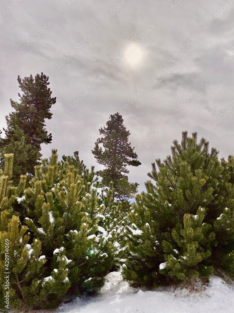 Fototapeta premium snow covered trees