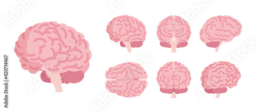 Human brain set for anatomical study, medical, scientific classroom model. Nervous system central organ, intellect, education symbol. Vector flat style cartoon illustration isolated, white background