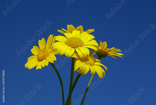 yellow flowers against blue sky