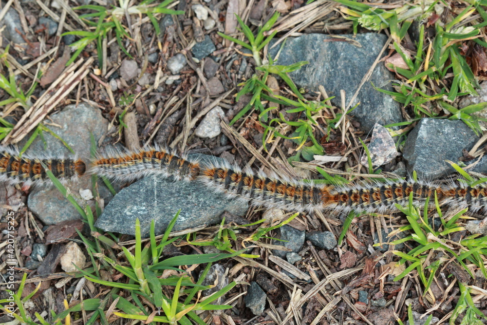 Fototapeta premium Chenilles processionnaires en marche