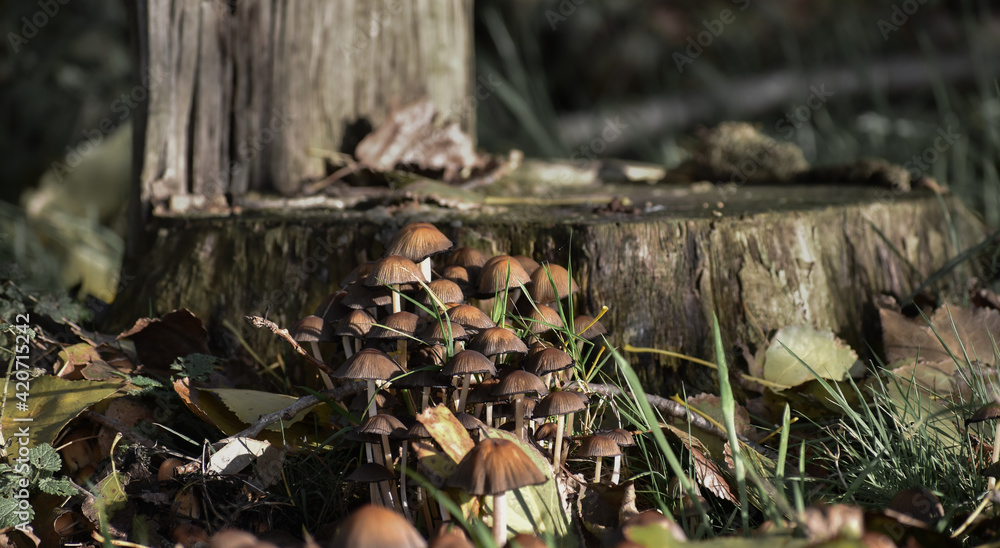 Brown mushrooms growin next to a tree trunk Brown mushrooms growin next to a tree trunk