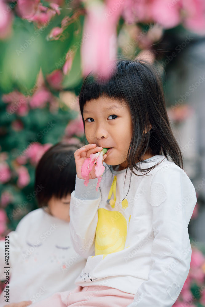 portrait of little girl and beautiful pink kapok flower portrait of little girl and beautiful pink kapok flower