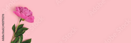 Banner with single peony flower on a pink pastel background. Floral composition with copyspace.