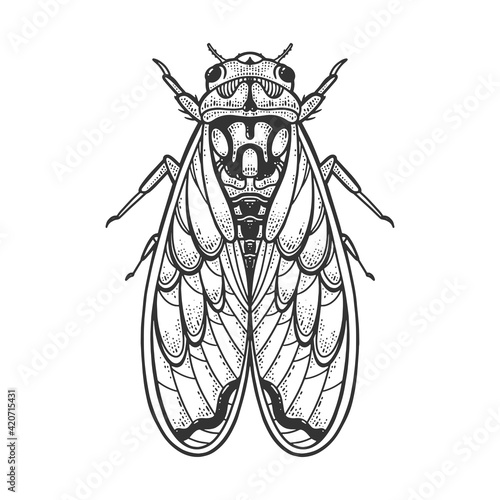 Cicadidae cicada insect animal sketch engraving vector illustration. T-shirt apparel print design. Scratch board imitation. Black and white hand drawn image.