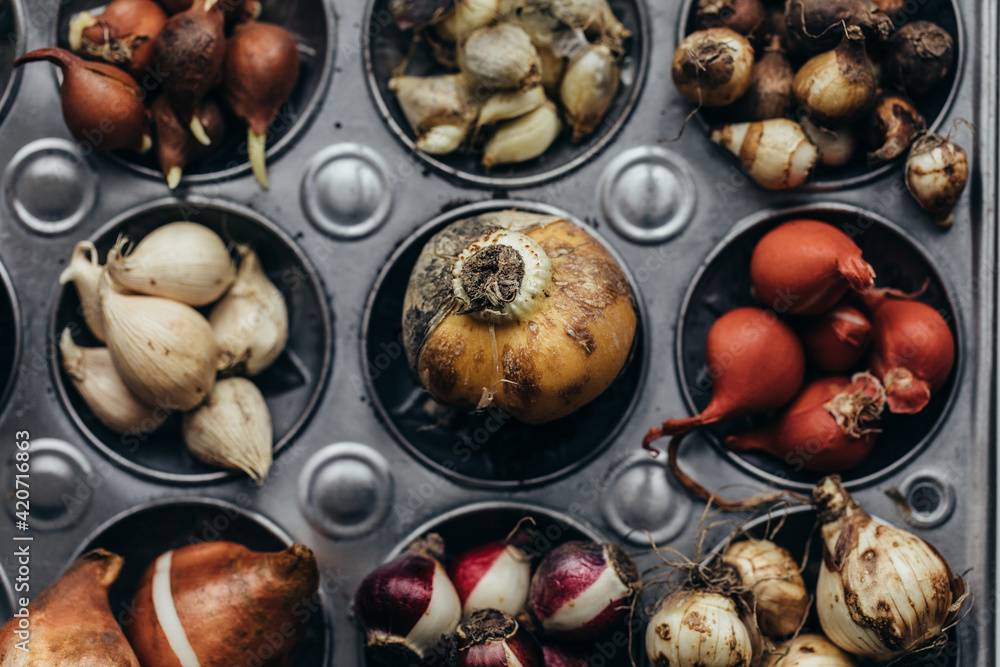 Many different kinds of autumn planting bulbs gathered inside baking tray holes Many different kinds of autumn planting bulbs gathered inside baking tray holes