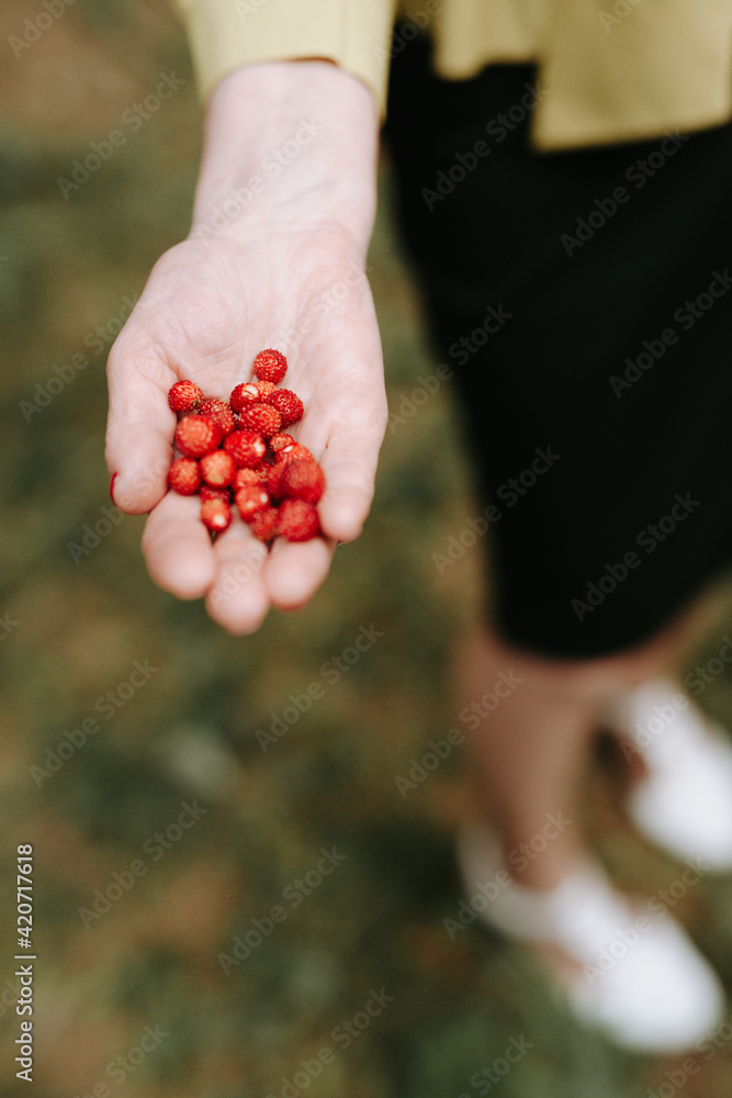 girl holding wild strawberries in her hand girl holding wild strawberries in her hand