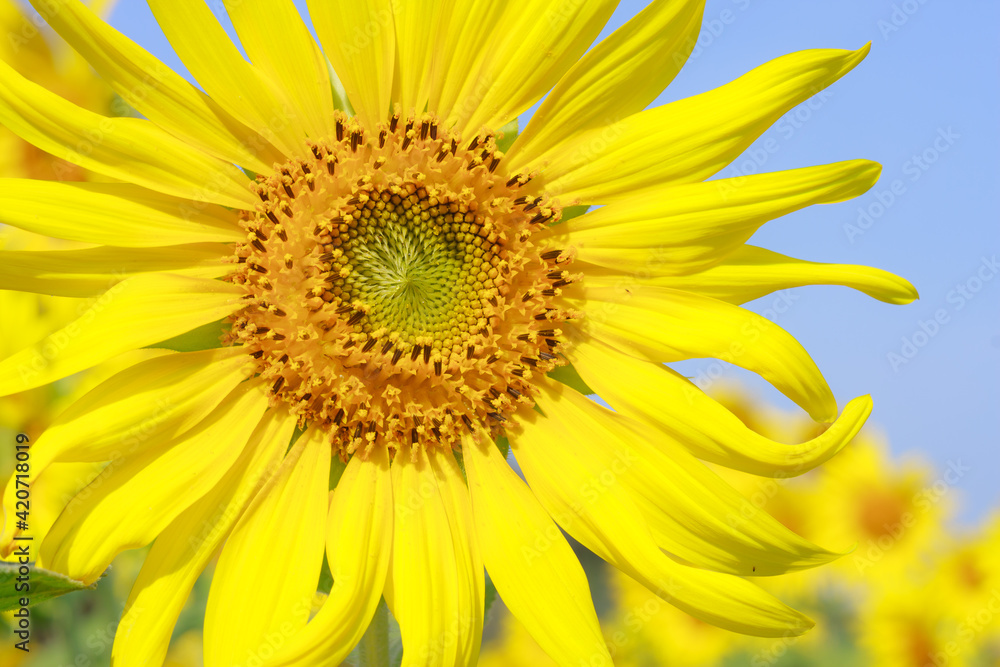 Beautiful yellow sunflowers under blue sky Beautiful yellow sunflowers under blue sky