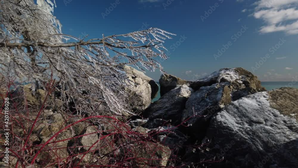 A weathered tree on the windy Lake Ontario shoreline A weathered tree on the windy Lake Ontario shoreline