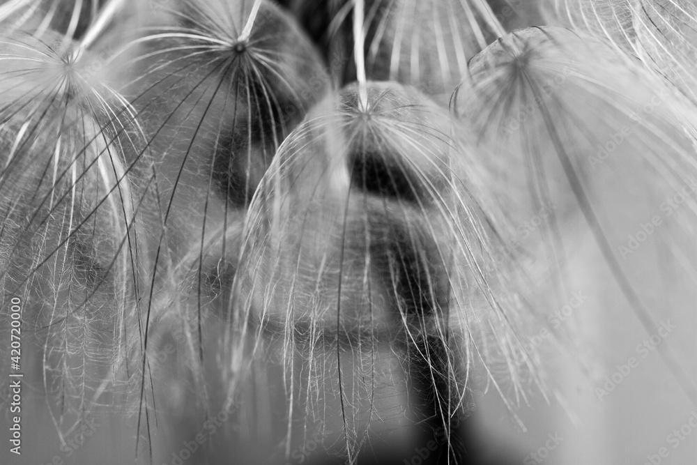 Abstract macro photo of dandelion seeds