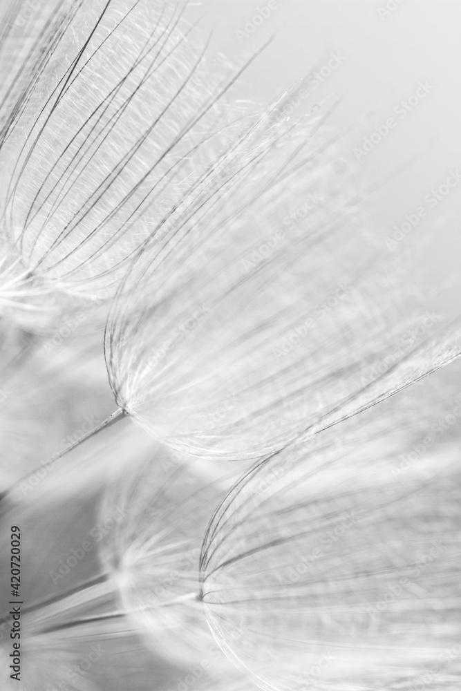 Abstract macro photo of dandelion seeds