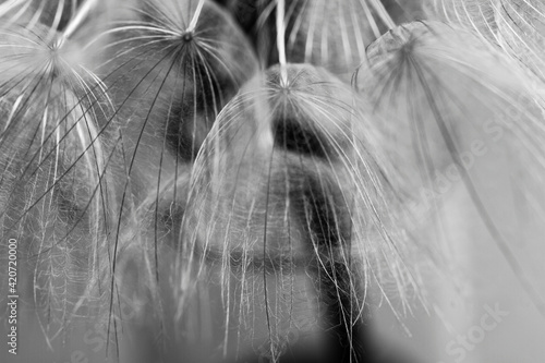 Obraz na płótnie Abstract macro photo of dandelion seeds w salonie