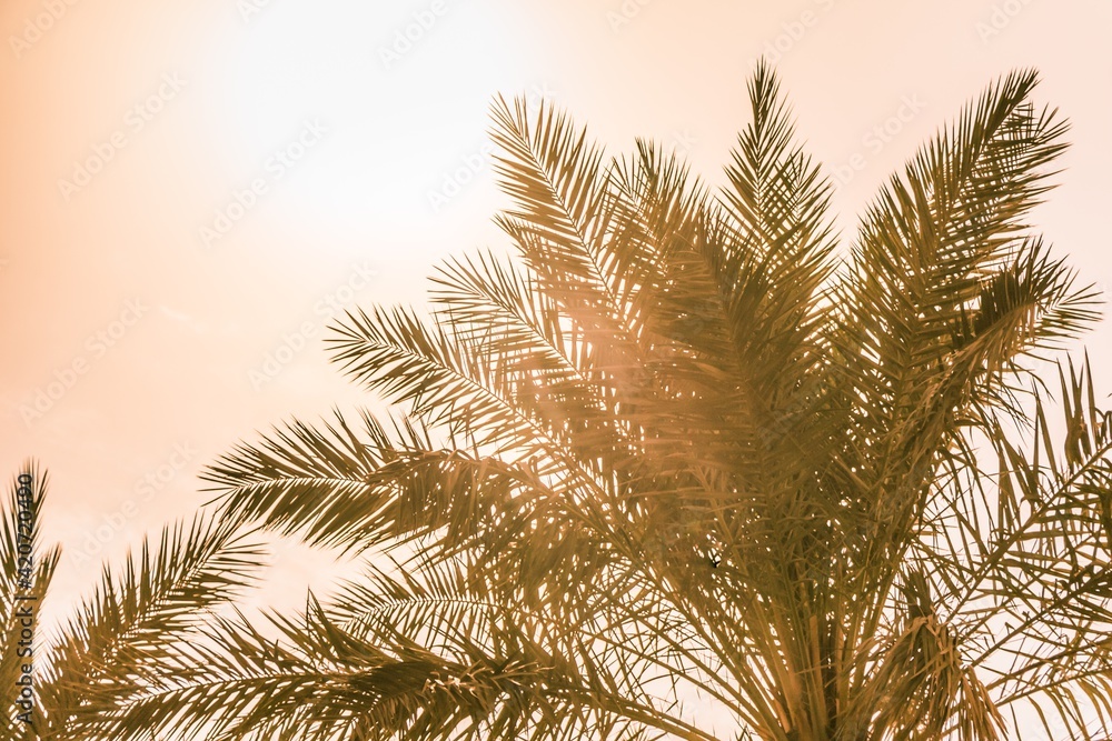 Tropical tourism paradise palms in warm sunny summer sun sky. Sun light shines through leaves of palm. Beautiful wanderlust travel journey symbol for vacation trip to southern holiday dream island