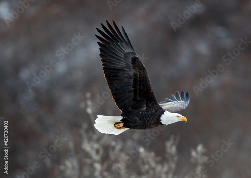 Bald Eagle in flight.