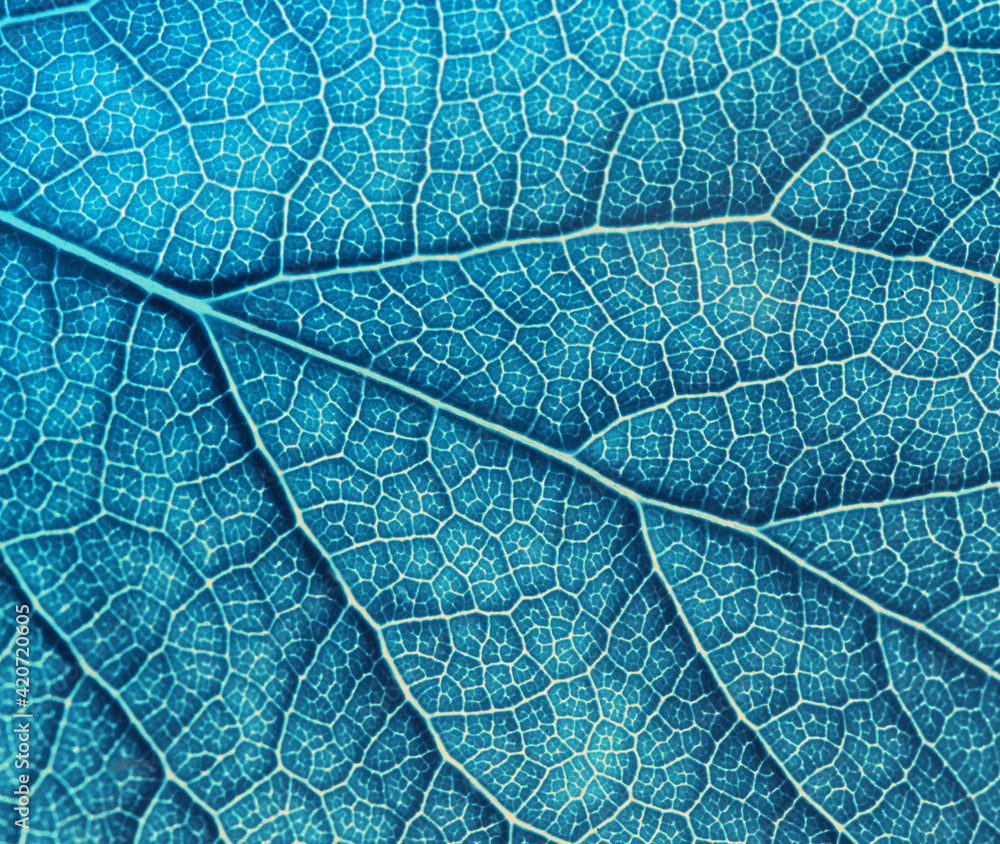 Obraz premium Leaf texture macro closeup. Leaves veins and grooves