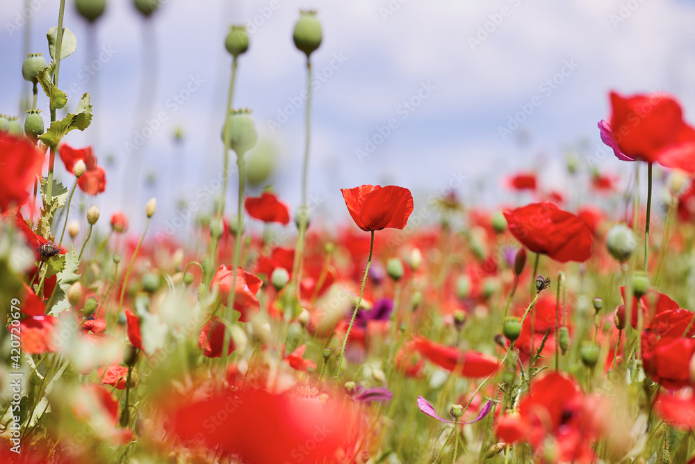 Red poppies blooming