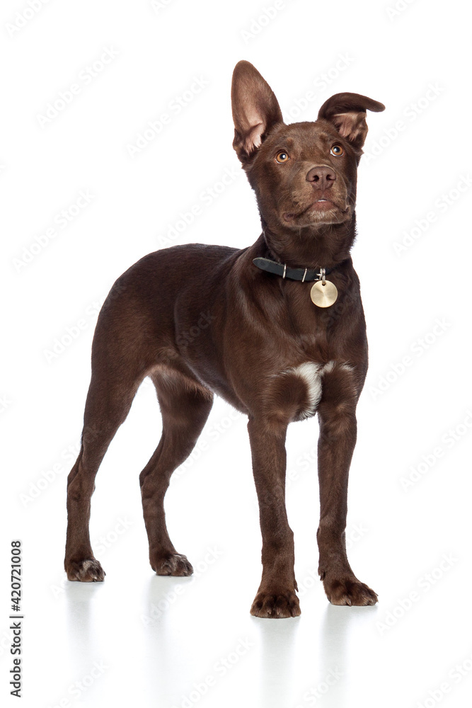 cute brown mixed breed puppy dog standing in a studio on white background cute brown mixed breed puppy dog standing in a studio on white background