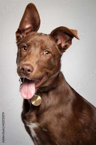 Valokuva cute brown mixed breed puppy dog in a studio on grey background
