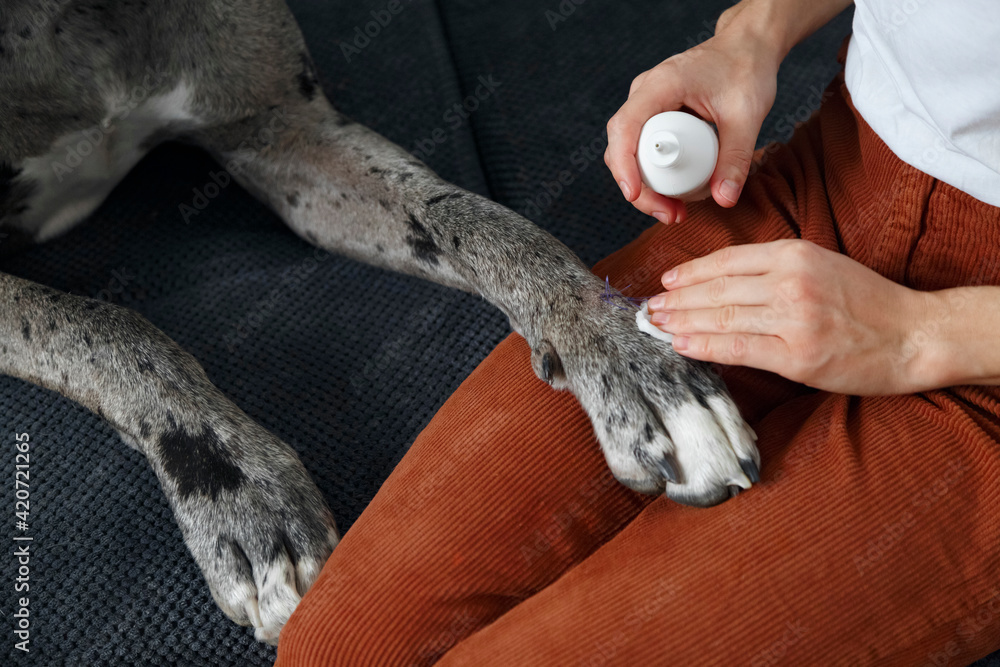 Crop female disinfecting wound on paw of dog Stock Photo Adobe Stock