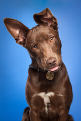 cute brown mixed breed puppy dog in a studio on blue background