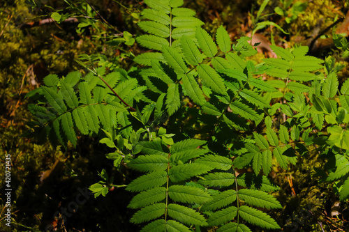 Green young ferns in the spring forest.