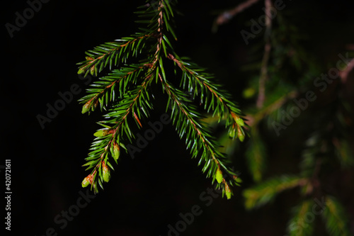 View of a green young spruce branch.
