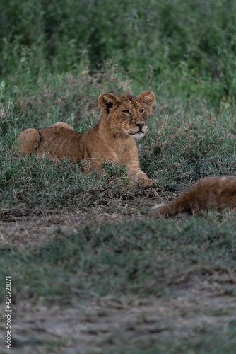 lioness and baby lion cubs on the tree