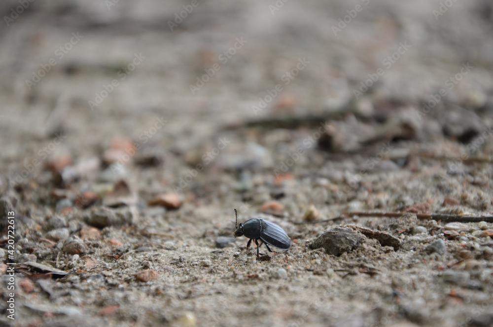 macro beetle on a path in a park macro beetle on a path in a park