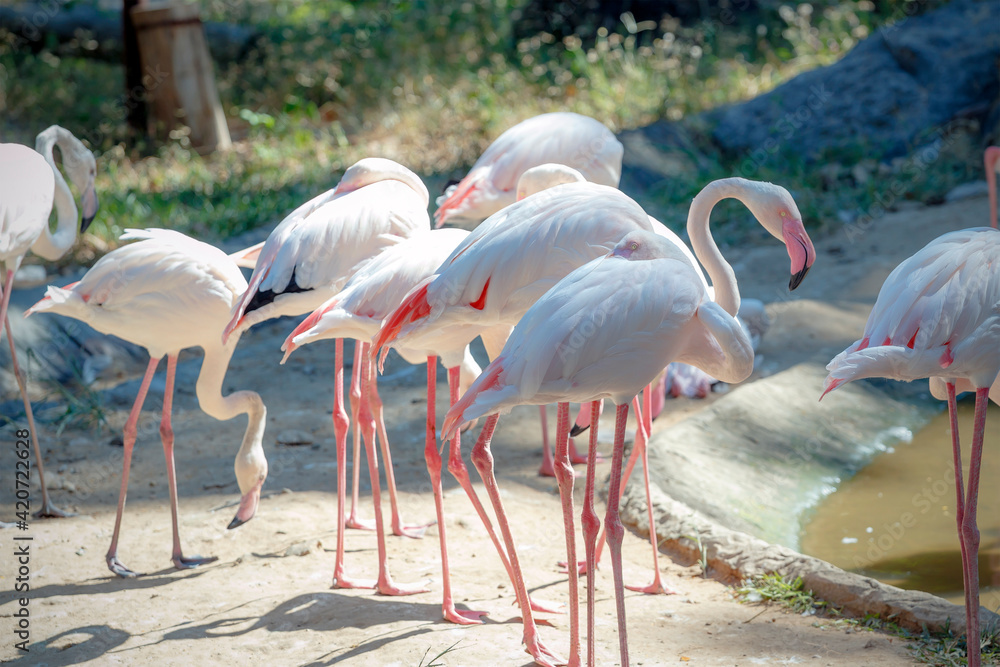 Beautiful shot of flamingos walking on water with green grass in the background Beautiful shot of flamingos walking on water with green grass in the background