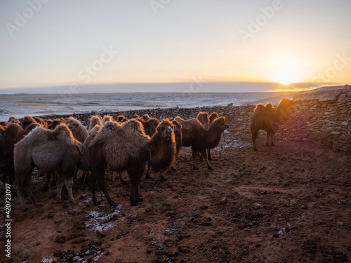 Fototapeta Naklejka Na Ścianę i Meble -  camels at sunset