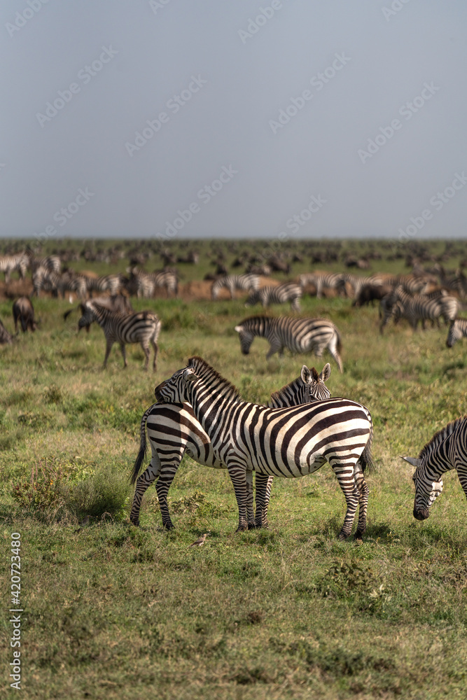 Obraz premium zebras on the grass