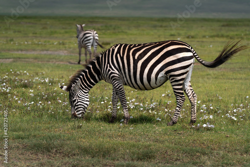 zebras on the grass
