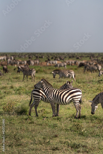 zebras on the grass