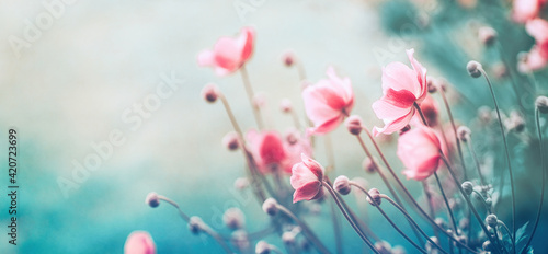 Fototapeta Naklejka Na Ścianę i Meble -  Gently pink flowers of anemones outdoors in summer spring close-up on turquoise background. Delicate dreamy image of beauty of nature.