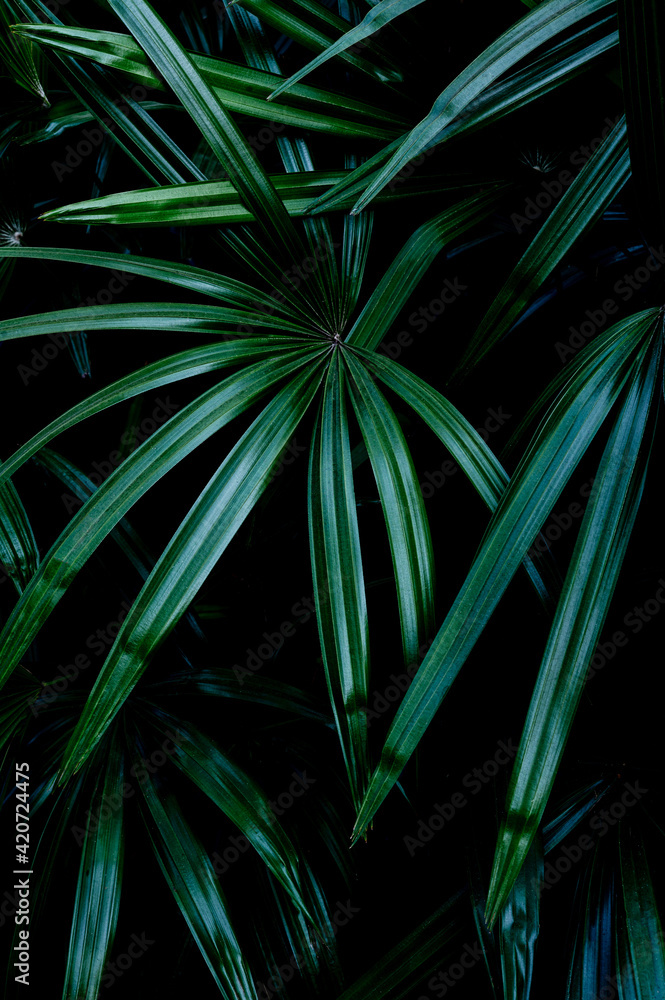 Fototapeta premium abstract background with leaves