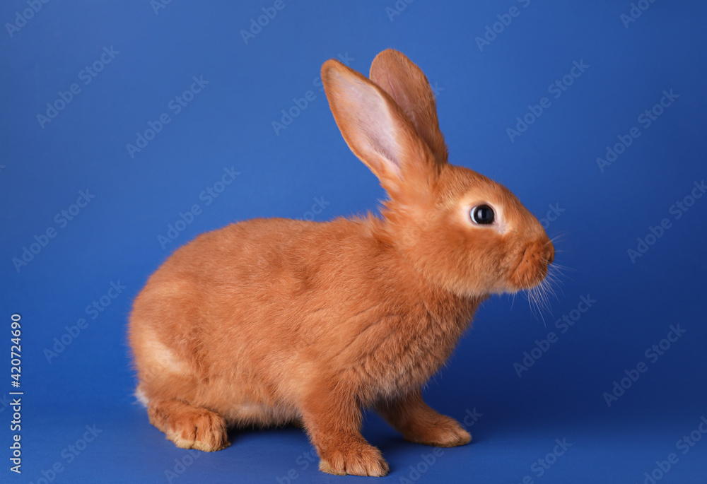Cute bunny on blue background. Easter symbol