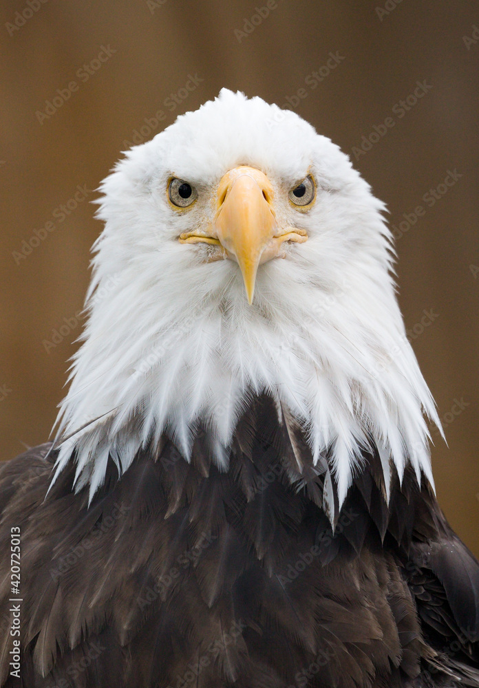Fototapeta premium portrait of a bald eagle