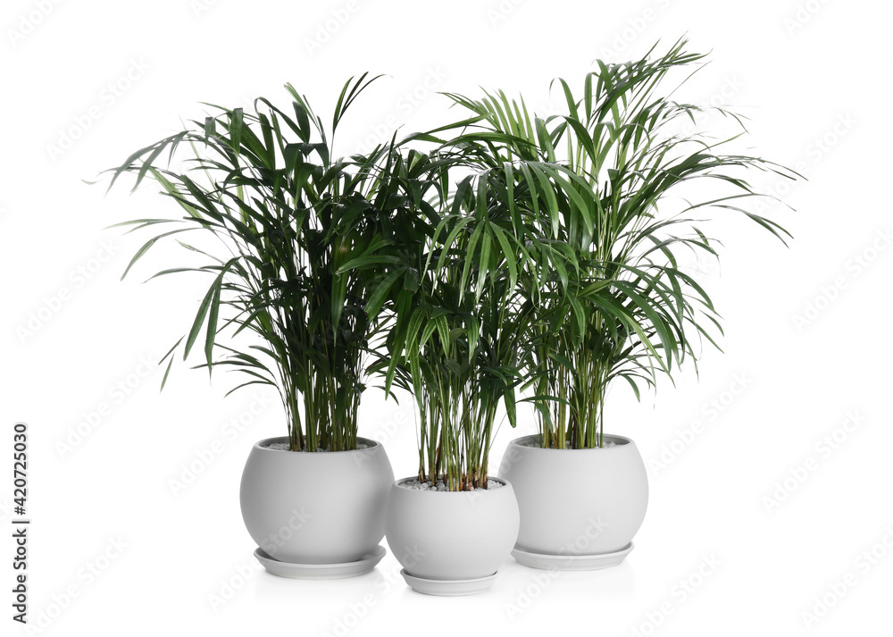 Beautiful exotic house plants on white background Beautiful exotic house plants on white background