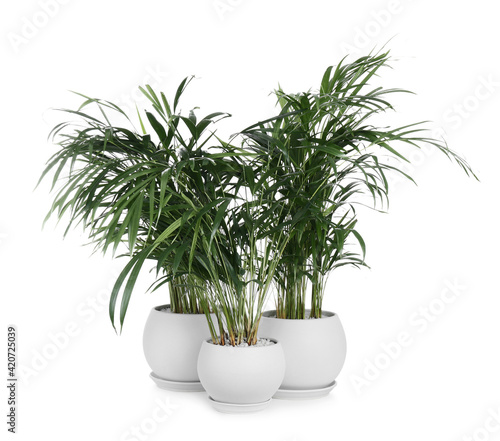 Beautiful exotic house plants on white background