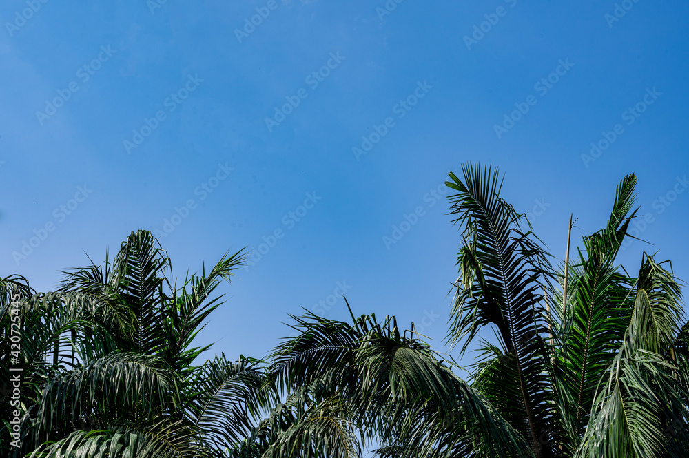 Fototapeta premium palm trees against blue sky
