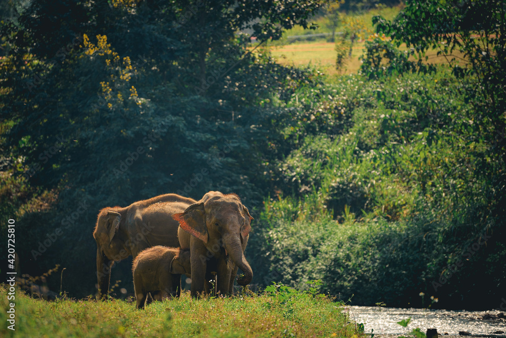 Elephants in Chiang Mai, Thailand., Asian elephant into the wild.