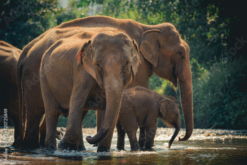 Elephants in Chiang Mai  Thailand.  Asian elephant into the wild.