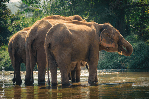 Elephants in Chiang Mai  Thailand.  Asian elephant into the wild.